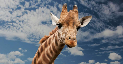 Girafe