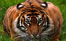 Tigre